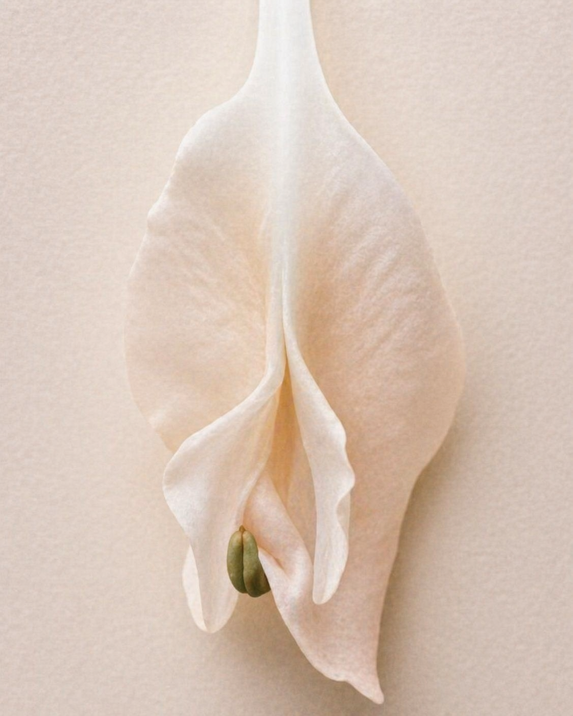 Microbiome & fertility - Why intimate balance matters more than we think